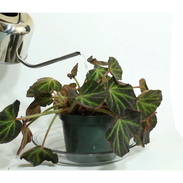 @houseplantjournal: Let me try to impart as much house plant insight as I can with this one time lap…