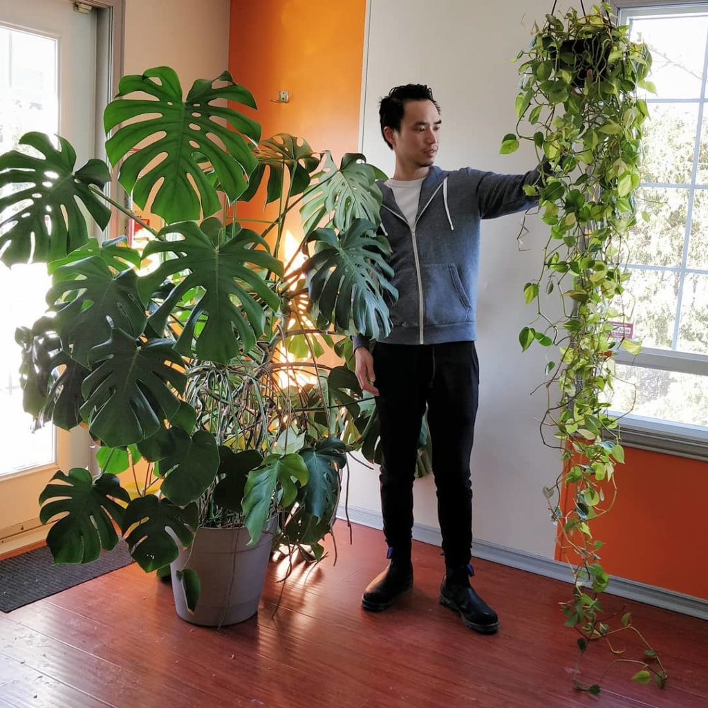 @houseplantjournal: 1) my monstera and philodendron ‘Brazil’. Although we totally pose for our @ins…