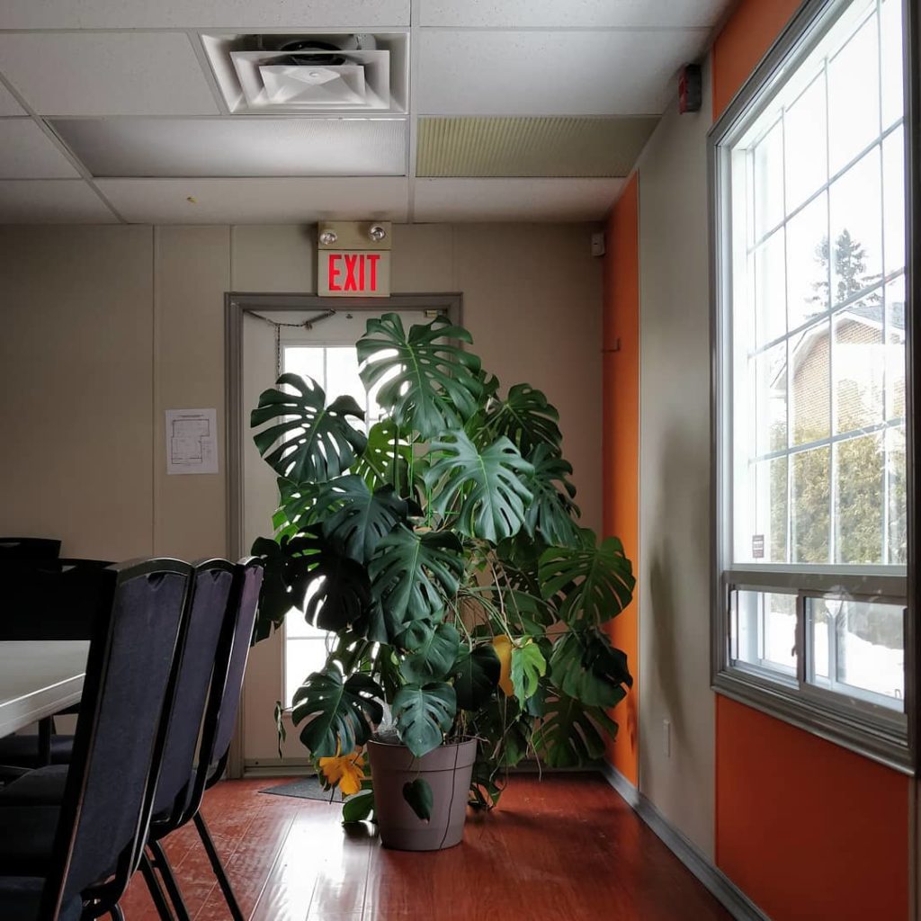 @houseplantjournal: Appreciating how a plant grows will bring you more joy than simply liking the wa…