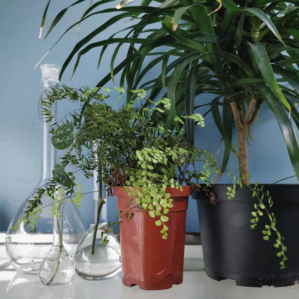 @houseplantjournal: Another installment of #PlantFailFriday – today’s example is the diva of ferns:…