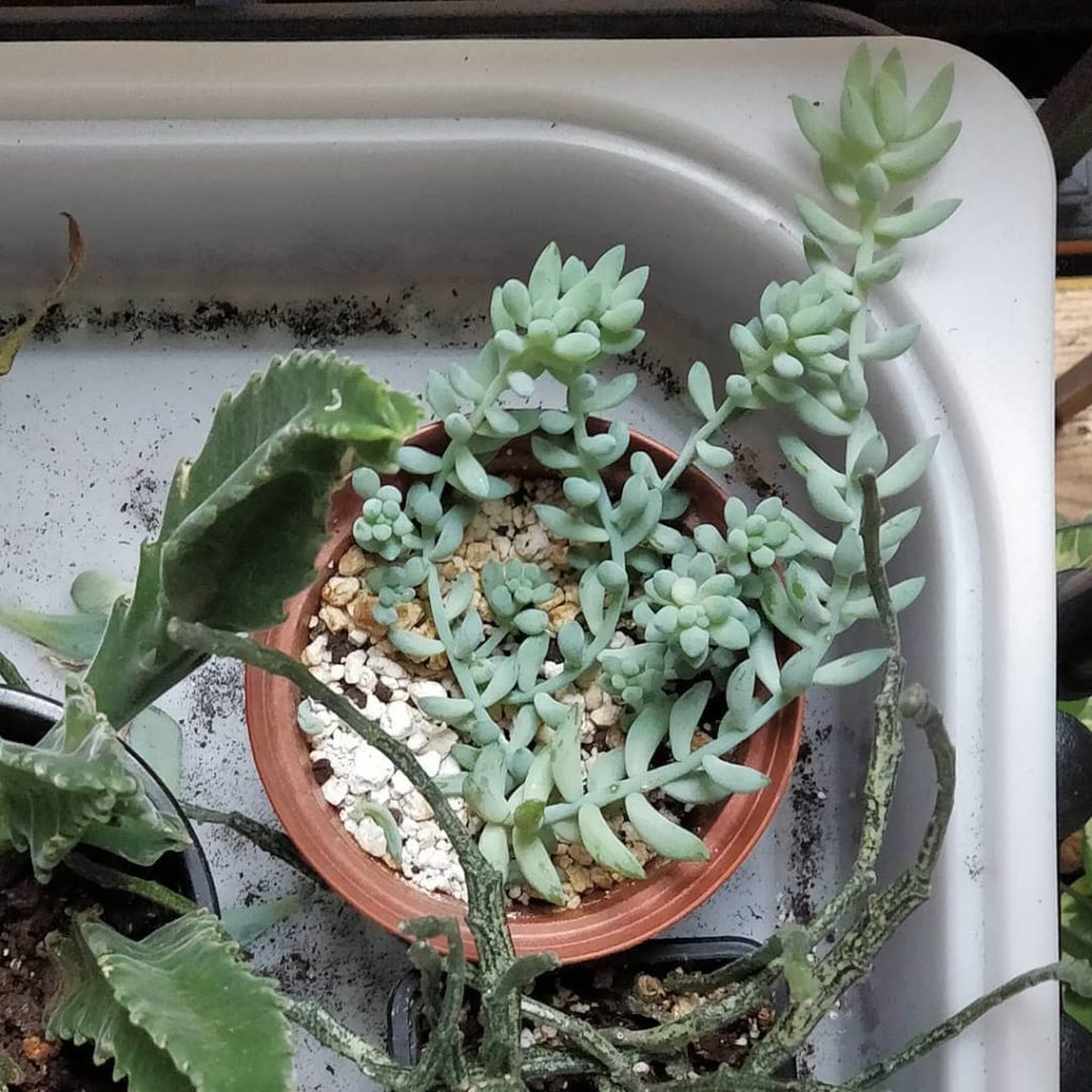 @houseplantjournal: This is a small Burro’s Tail succulent grown from a few small leaf propagations….