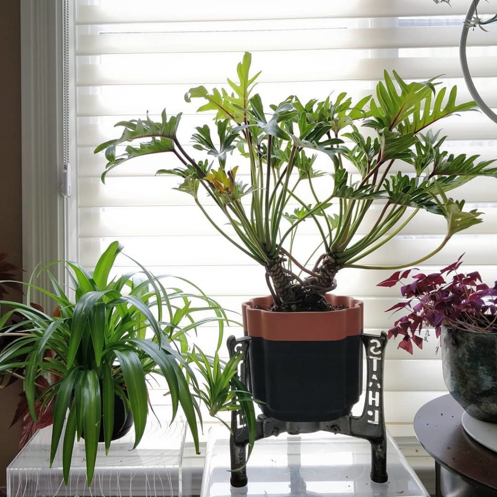 @houseplantjournal: My new Philodendron xanadu (mature specimen with trunk – a rare find) potted in …