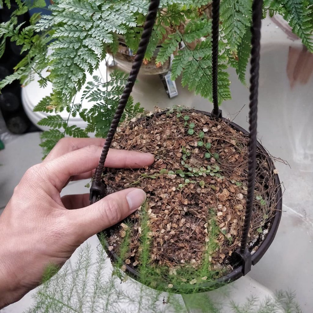 @houseplantjournal: Welcome to #PlantFailFriday – a hashtag highlighted by me and Jeannie (@studiopl…