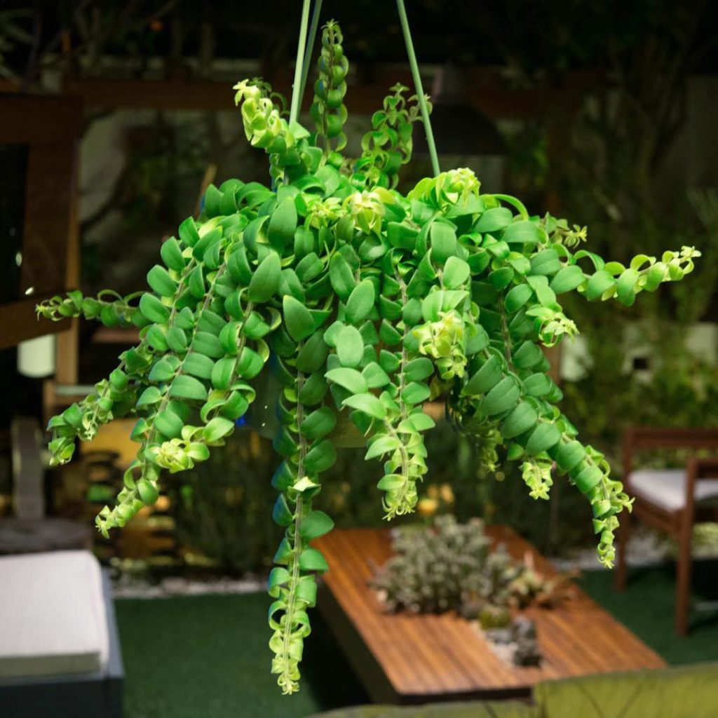 @thehorticult: The newest plant in #thehorticultgarden It’s an Aeschynanthus ‘Curly’ or lipsti…