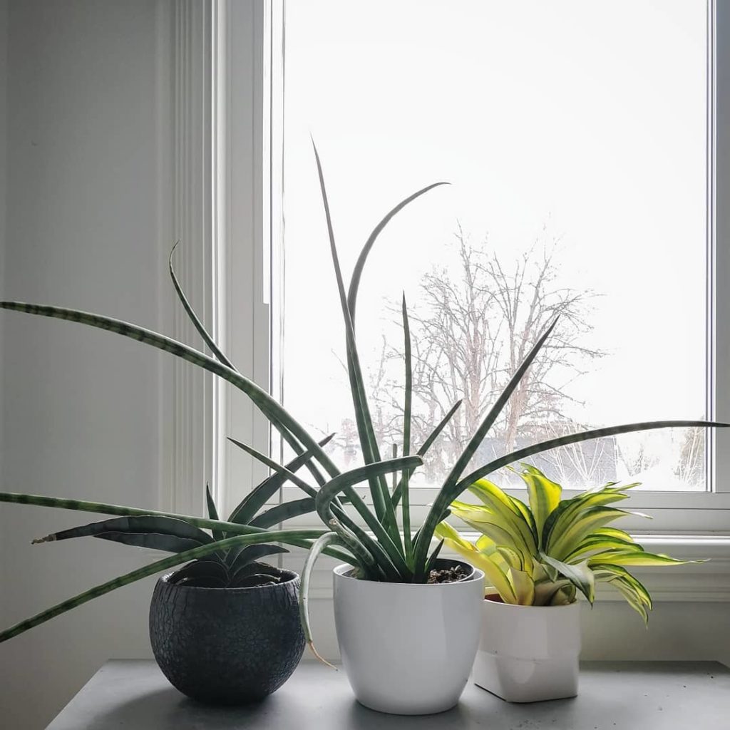 @houseplantjournal: A happy #sansevieriasunday to you from my bedroom snake plants!
~
~
#sansevieria…