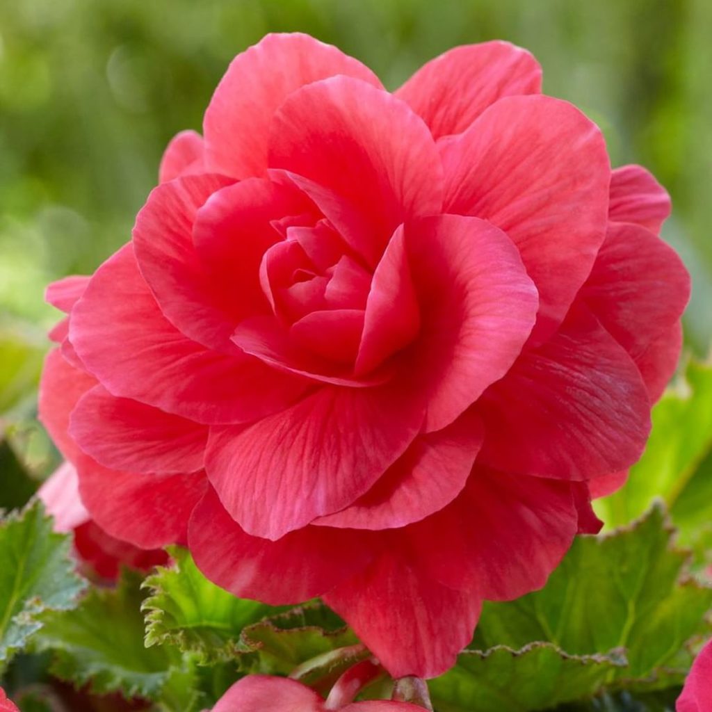 @gardendesignmag: We think we’re in love! Begonia Double Roseform Pink from @longfieldgardens is i…