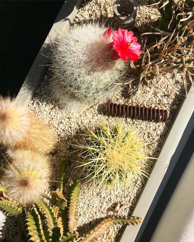 @thehorticult: Notocactus bloom in the “Sand Box” — One of sixteen original window box arrange…