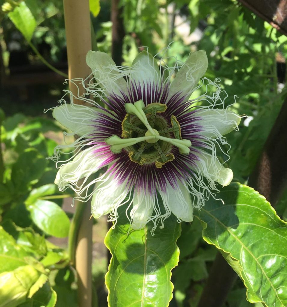 @gardendesignmag: Happy #flowerfriday Here’s a passion flower for you!
Passiflora edulis (passion …