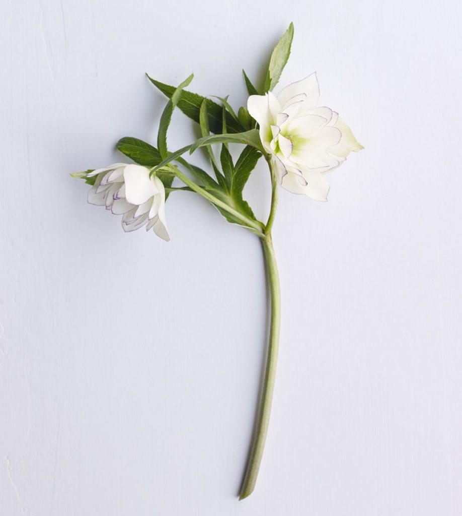 @gardendesignmag: Do you love hellebores?!
Hellebore Festival at Linden Hill Gardens by Jerry Frit…