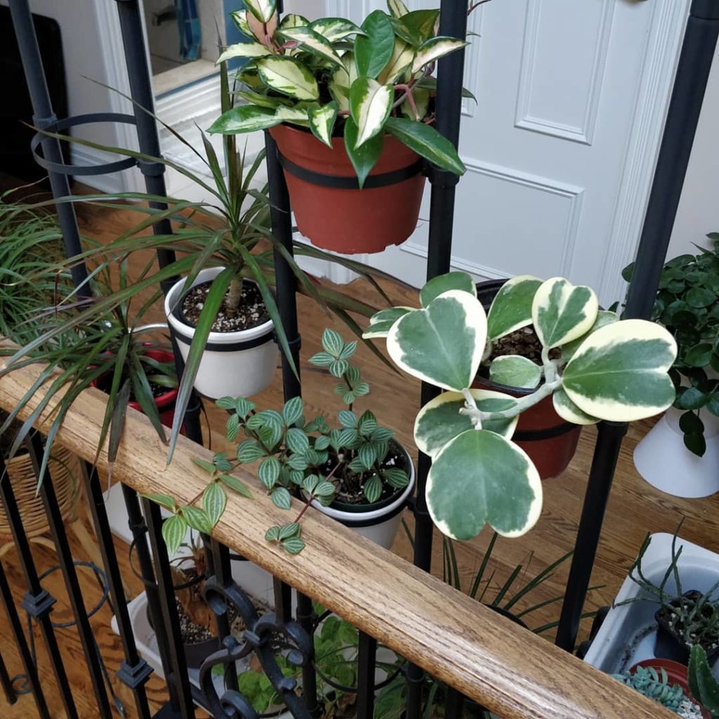 @houseplantjournal: The obvious plant to photograph for Valentine’s Day: Hoya kerrii
~
~
#hoya #hoy…