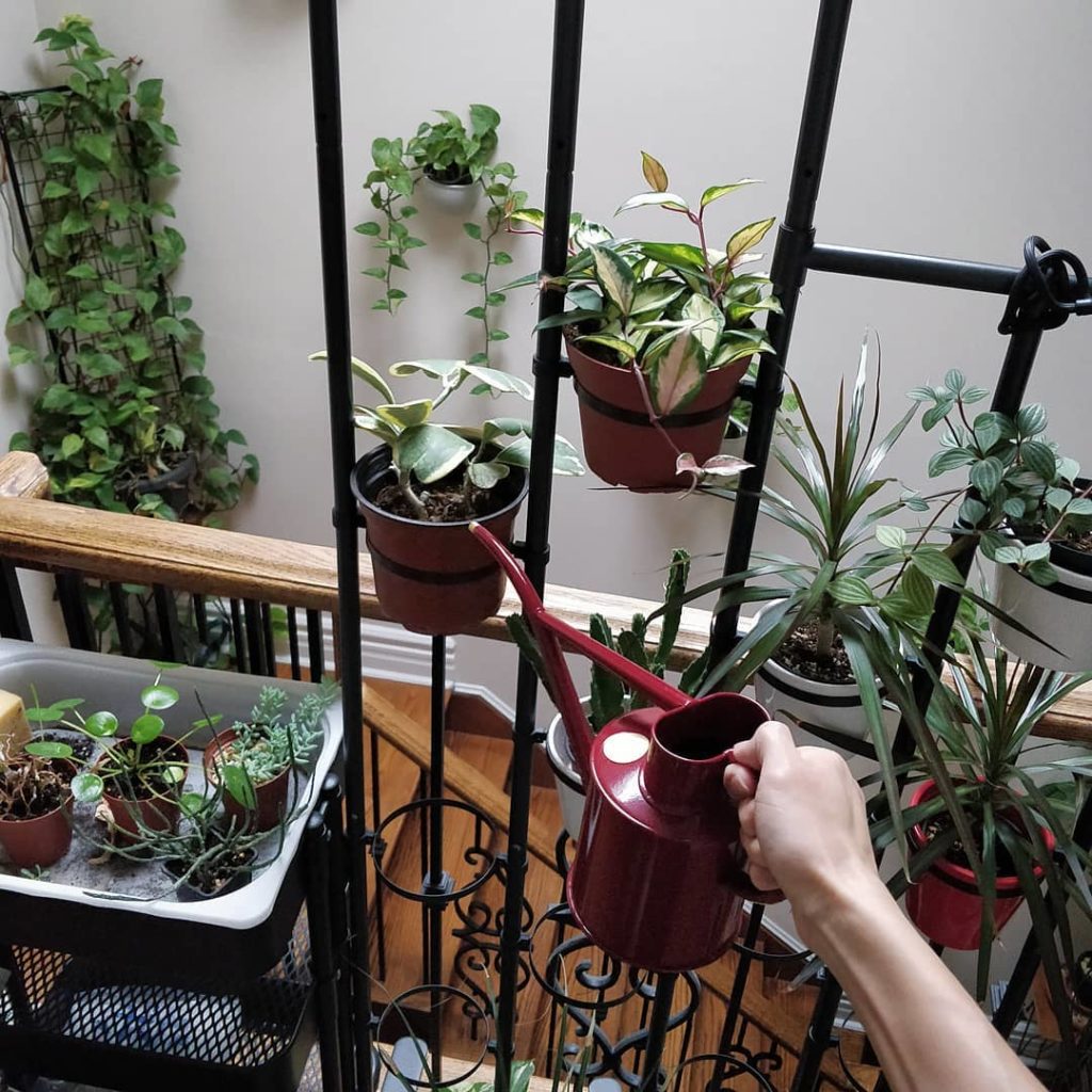 @houseplantjournal: Today’s #plantfailfriday post is about THE WORD “overwatering” and why it has fa…