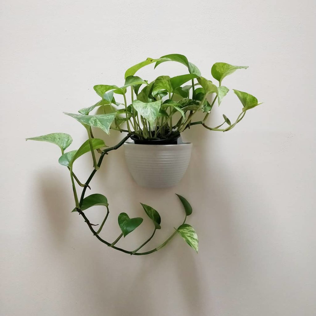 @houseplantjournal: #whatshangingwednesday Sharing some details on how I handle wall planters (link…