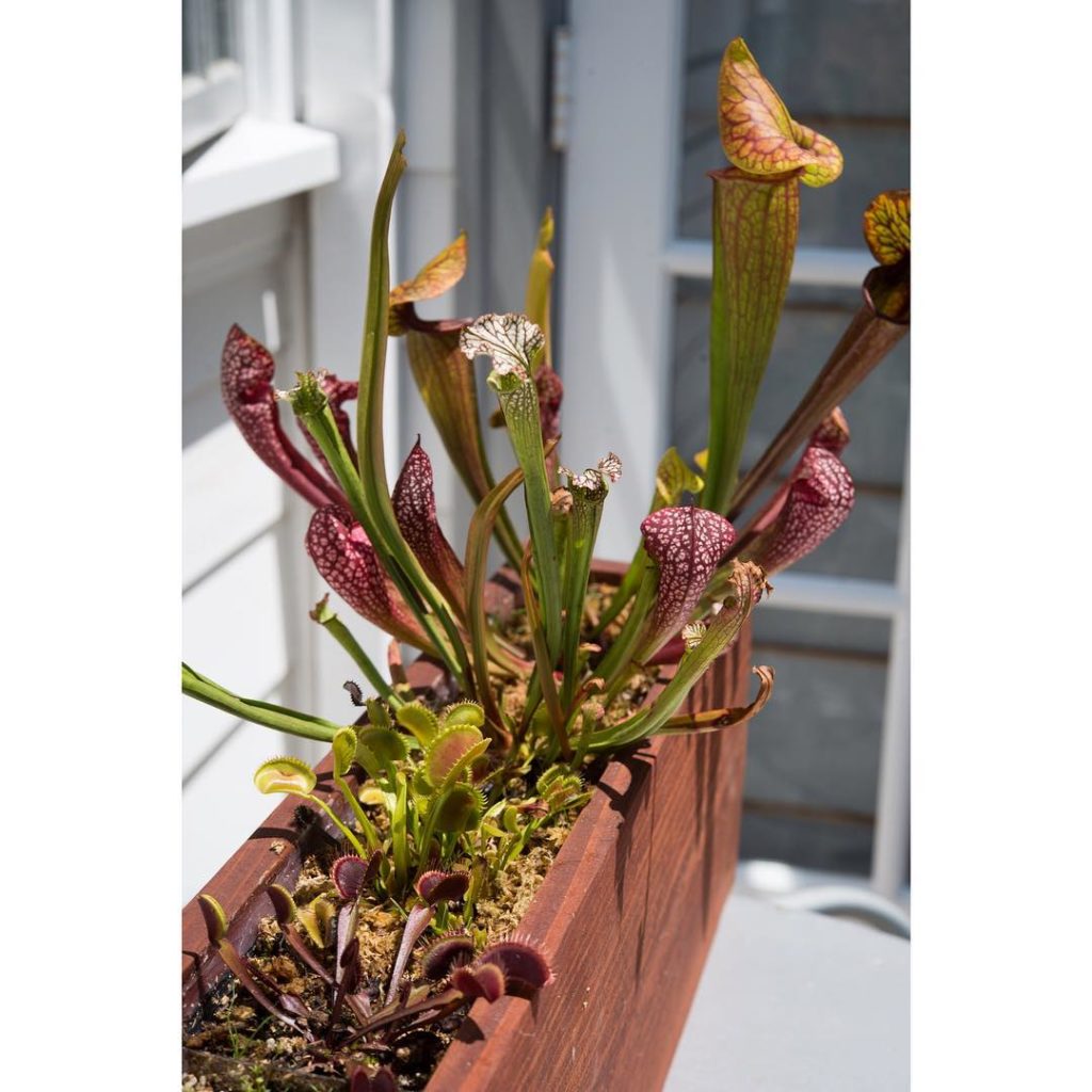 @thehorticult: Introducing The Window Bog Our book on window box gardens wouldn’t be complete …