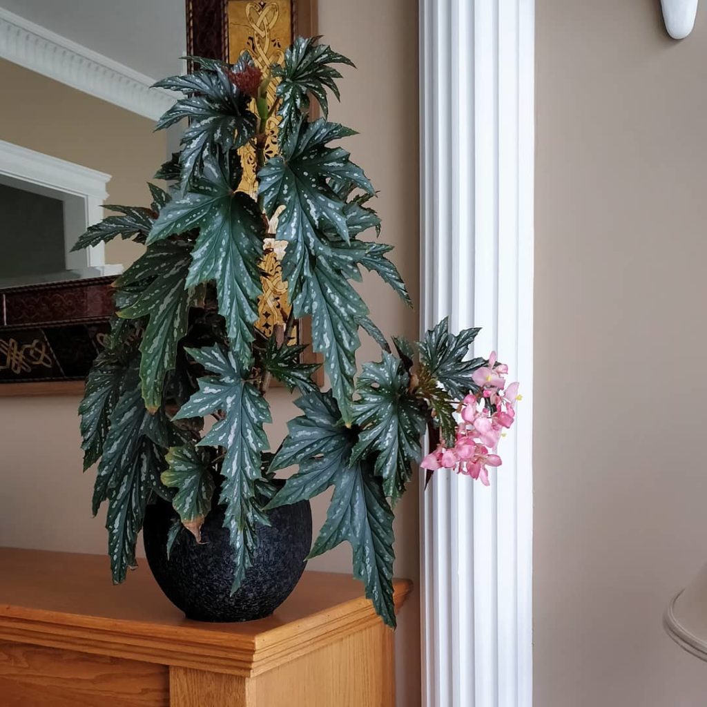 @houseplantjournal: #begoniamonday she’s got a set of flowers!
1) where I display her for guests
3…