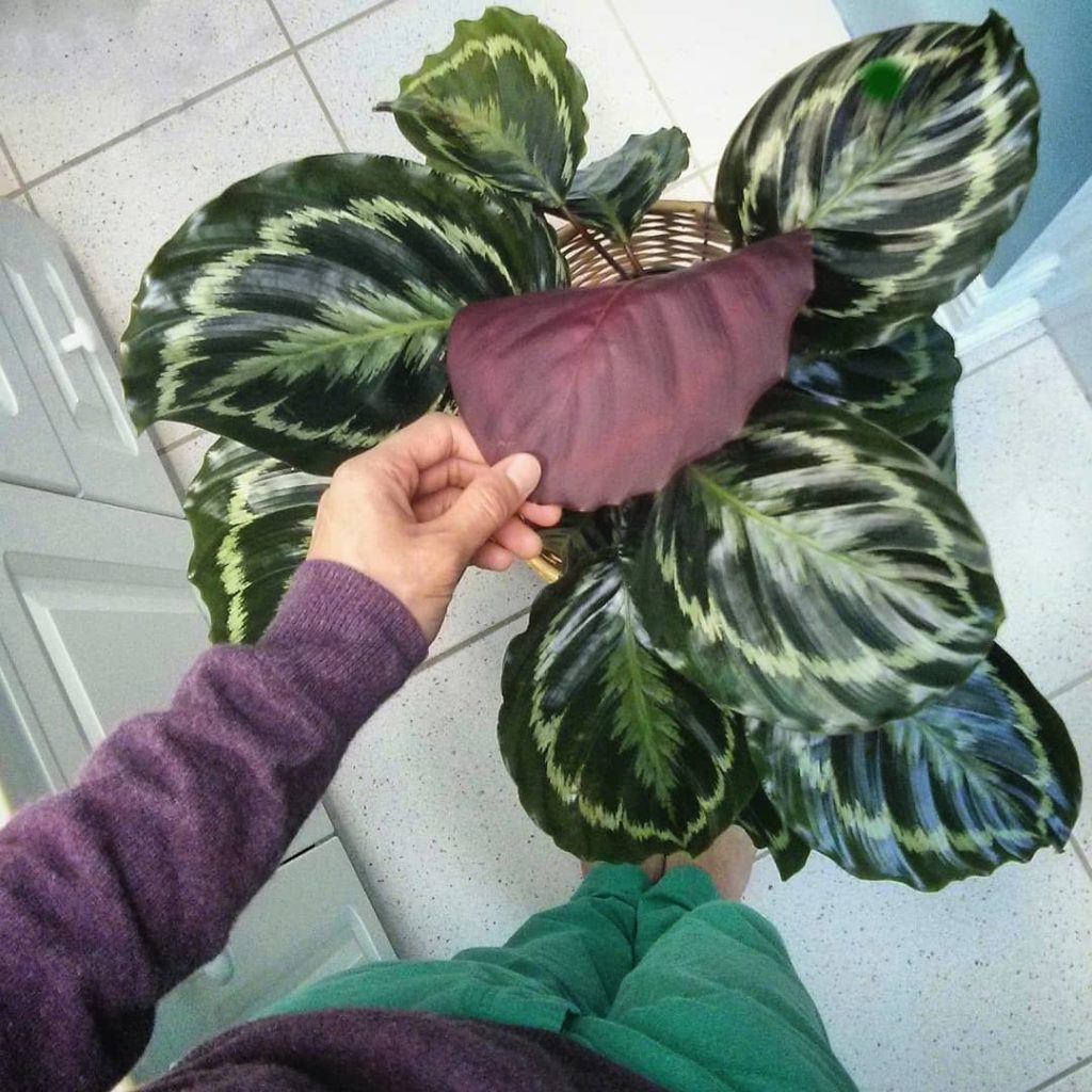 @houseplantjournal: #tbt when my #ootd = Calathea colour scheme. This was a few years ago – this pla…