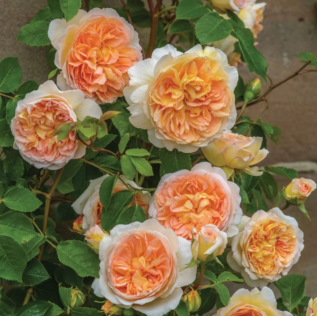 @gardendesignmag: Sneak peek! See three new roses from David Austin Roses that are sure to delight…