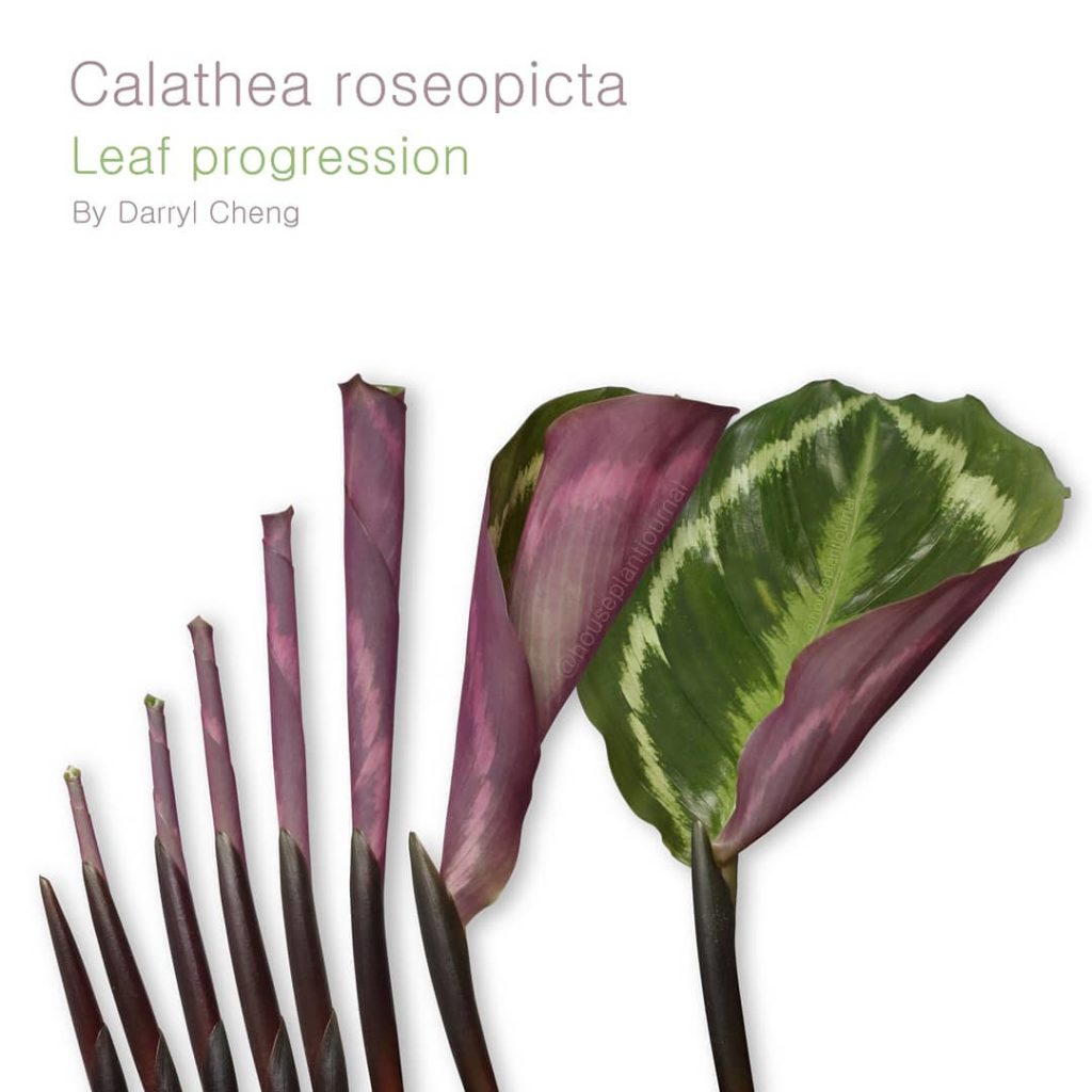 @houseplantjournal: Even though my #calathearoseopicta is now gone (lasted around 1 year), I still g…