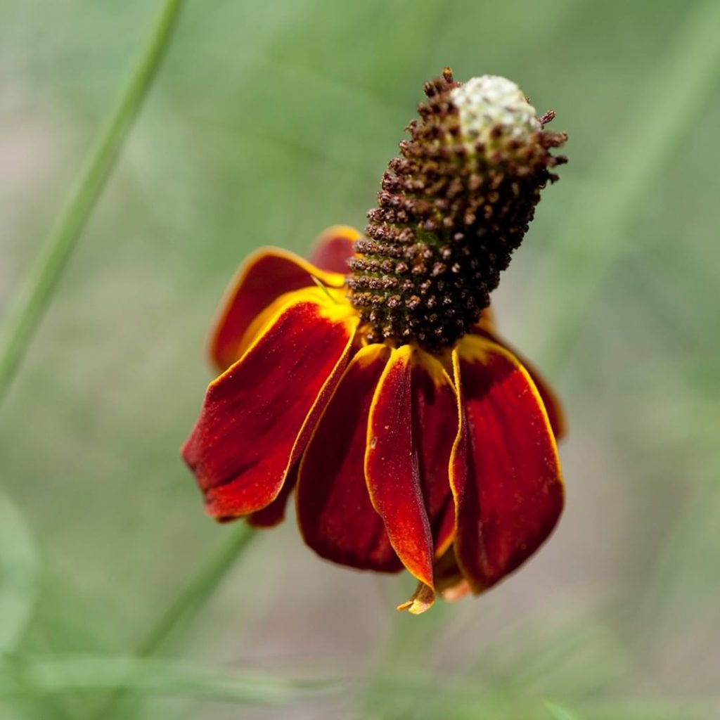 @gardendesignmag: Have you always wanted to create your own native garden?
We’ve partnered up wit…