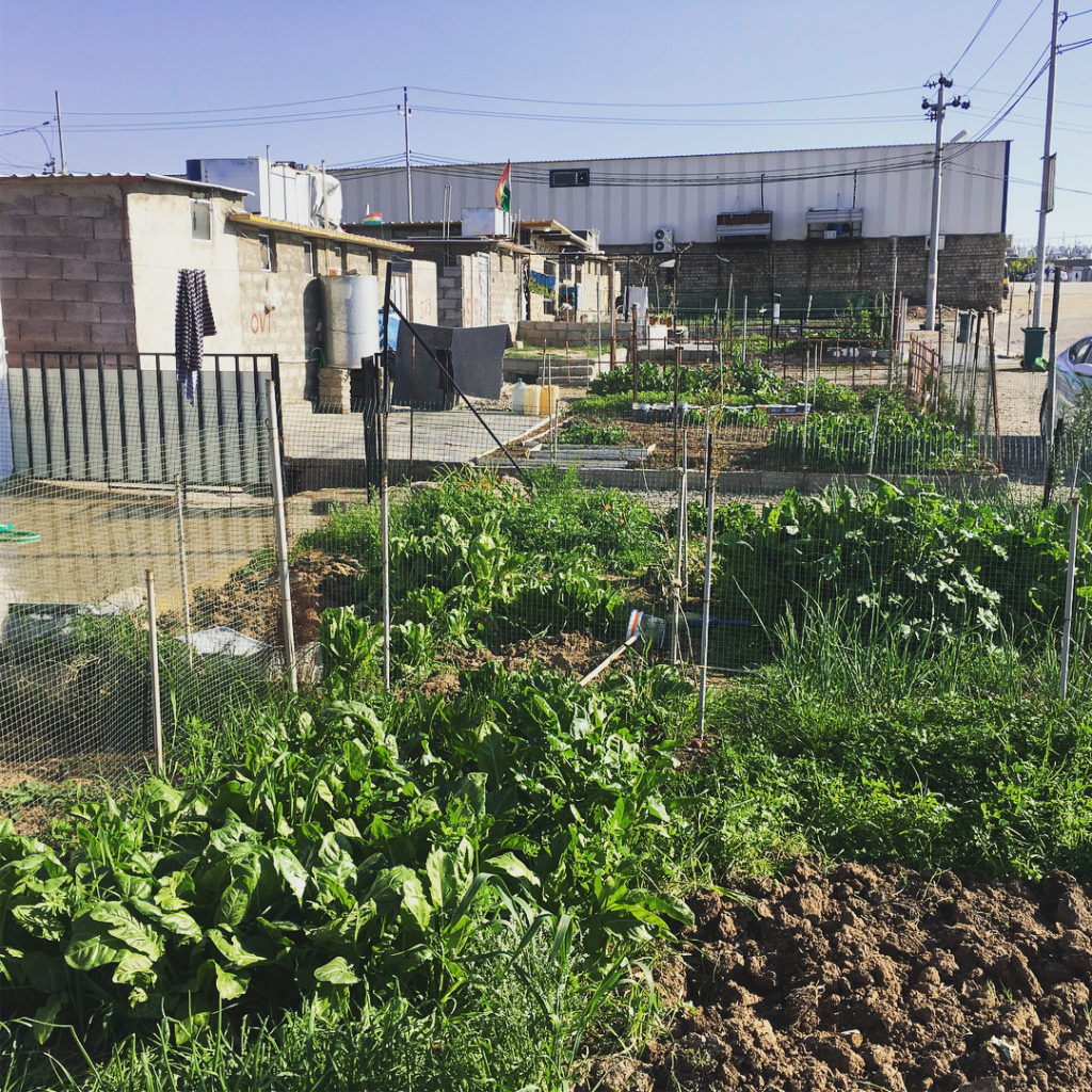 @tommasseyuk: Day 1 in Domiz Camp: A small selection the inspiring people and gardens that I v…