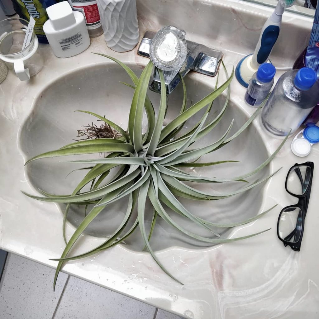 @houseplantjournal: Methinks I’m going to need a bigger sink.
–
Caption reading test: the plant name…