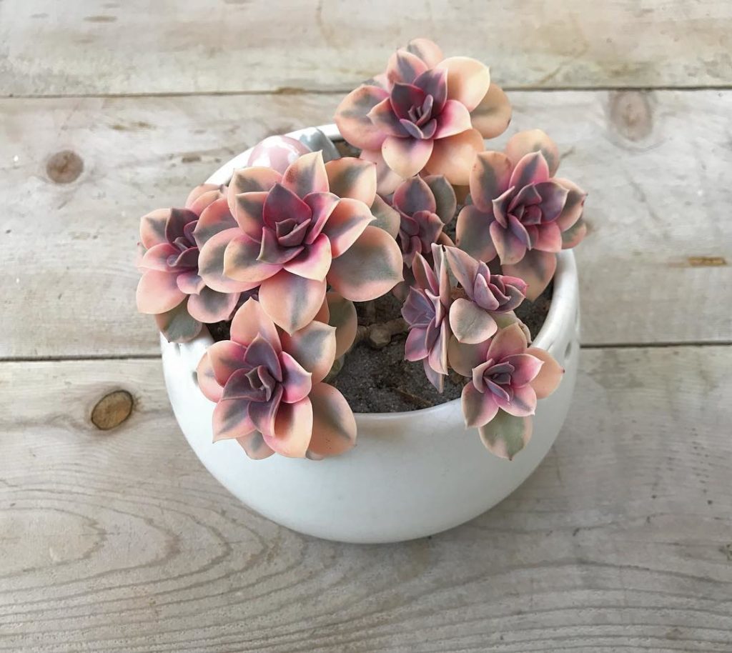 @fairyblooms: AUCTION!! Extremely RARE Echeveria Rainbow Cluster with 11 heads From a Privat…
