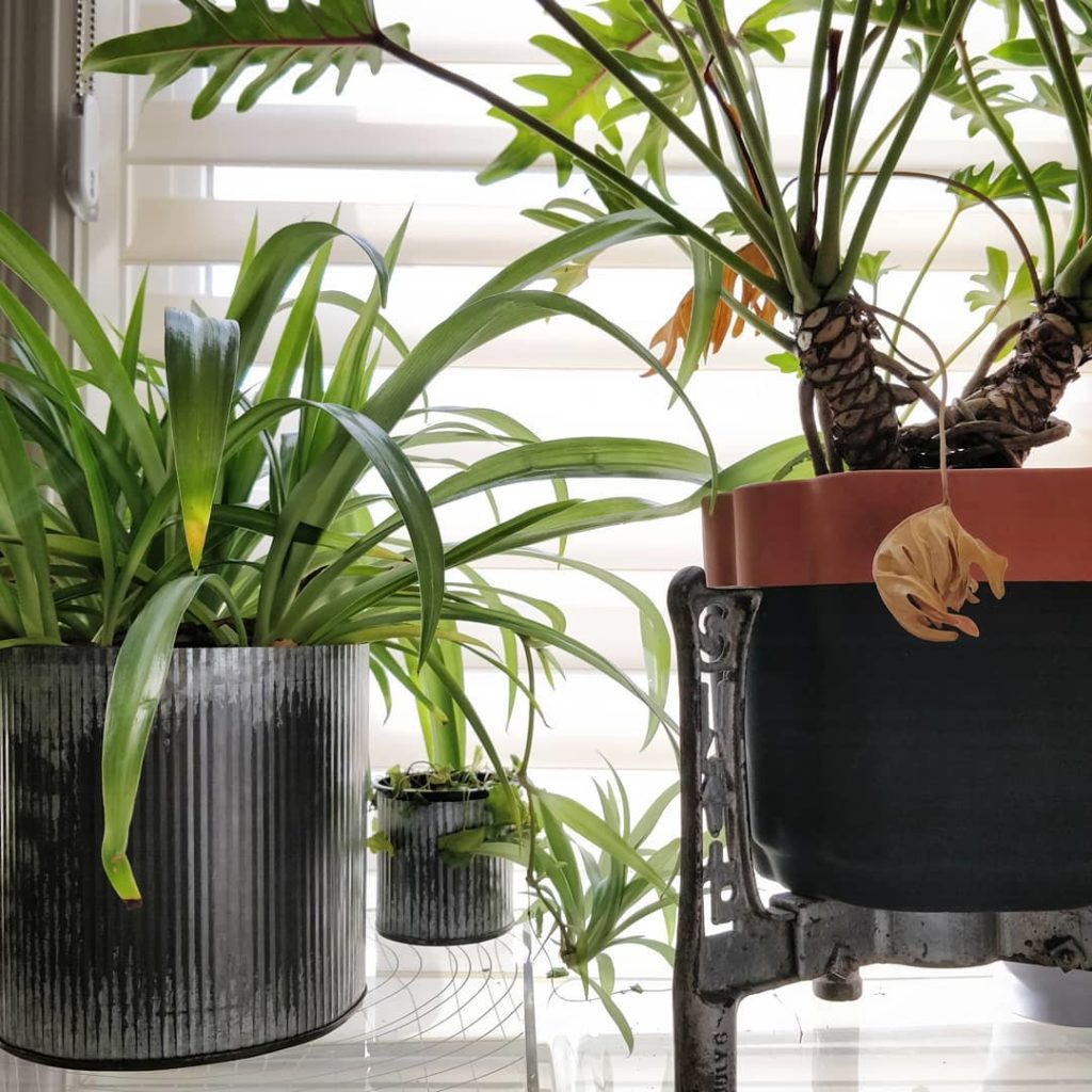 @houseplantjournal: #plantfailfriday – failed, I have. Forgive me, @thejunglektown
–
 1) Can you spo…