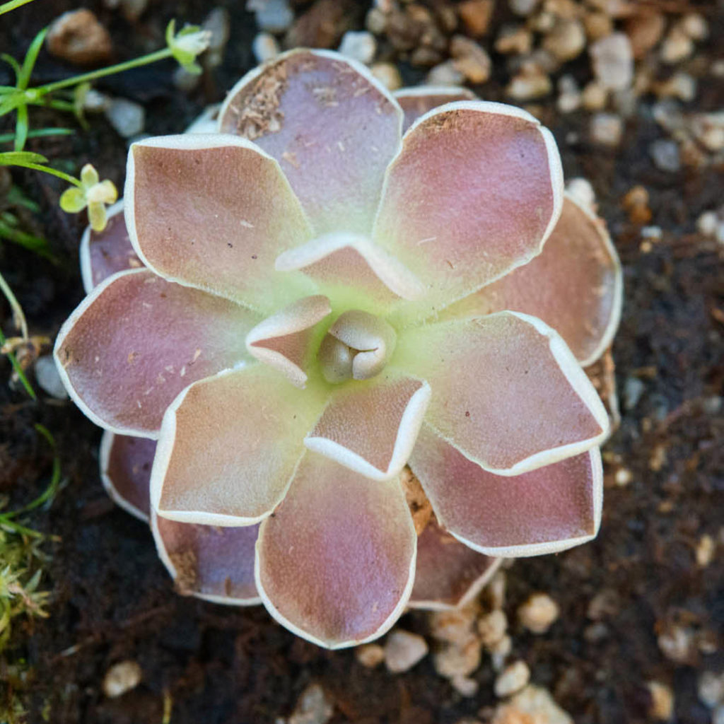 @thehorticult: #FBF to last summer when this Pinguicula ‘Florian’ was a carnivorous plant (firs…