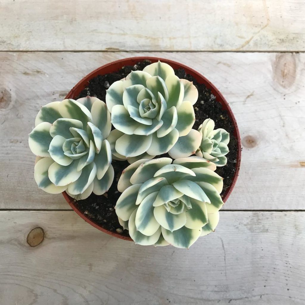 @fairyblooms: AUCTION CLOSED Extremely RARE 4 Head Echeveria ‘Compton Carousel’ Cluster from…