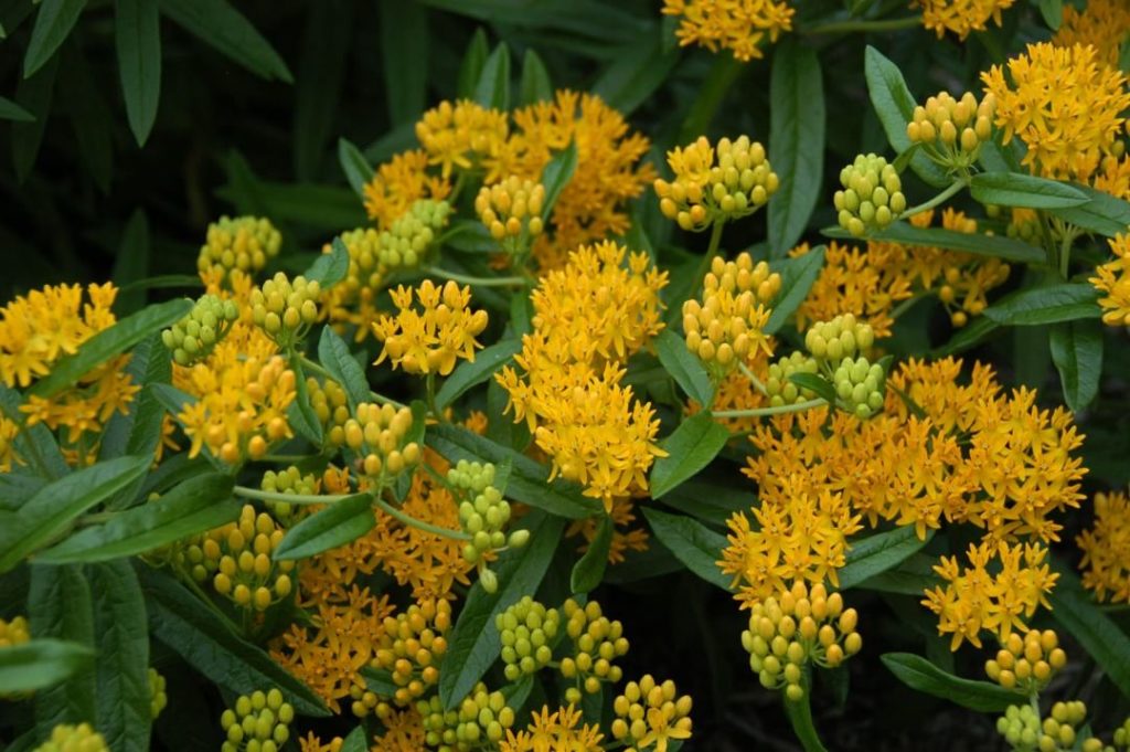 @gardendesignmag: Meet Asclepias tuberosa ‘Hello Yellow’ (butterfly weed):
– Bright flowers attrac…