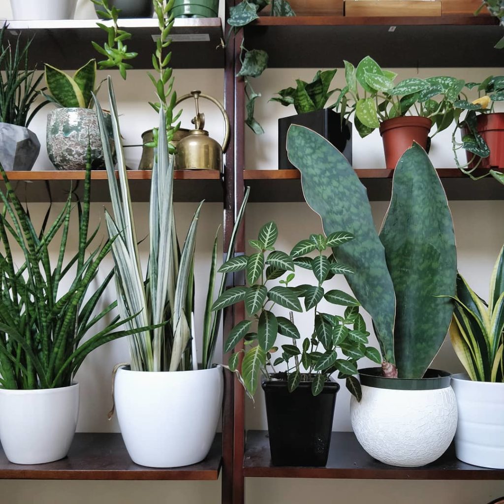 @houseplantjournal: Pruning can sometimes leave an awkward looking plant so, in some cases, you can …