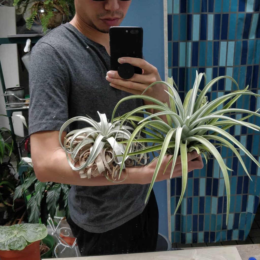 @houseplantjournal: #selfieswithplants for #tillandsiatuesday – T. xerographica (left) and the new b…