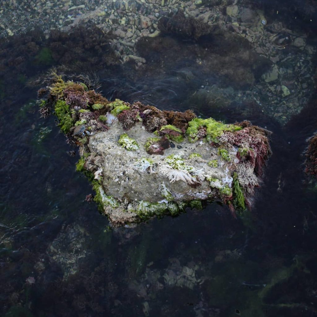 @houseplantjournal: While most people are on the sandy beach, my fiancée came with me to explore the…