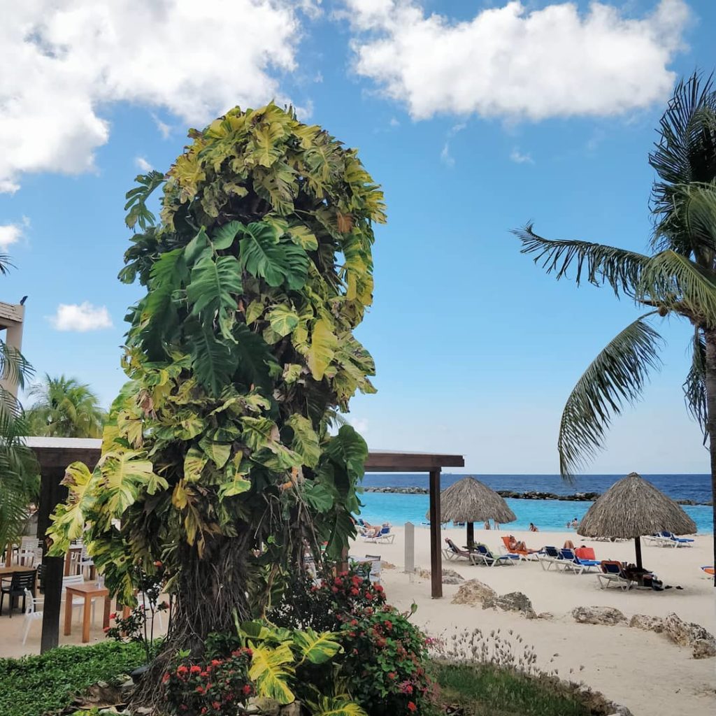 @houseplantjournal: An impressive golden pothos totem – leaves can only get to this “final form” wit…