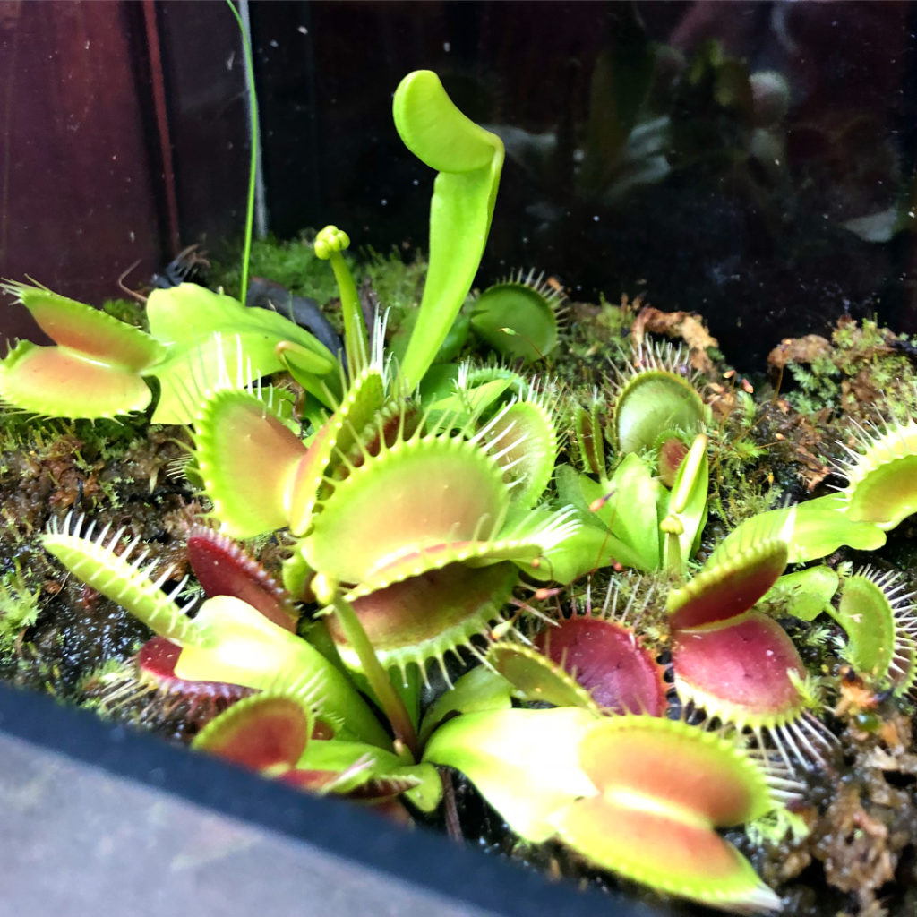 @thehorticult: Flytraps waking up from winter dormancy! It looks like they are stretching βοΈ βοΈ…