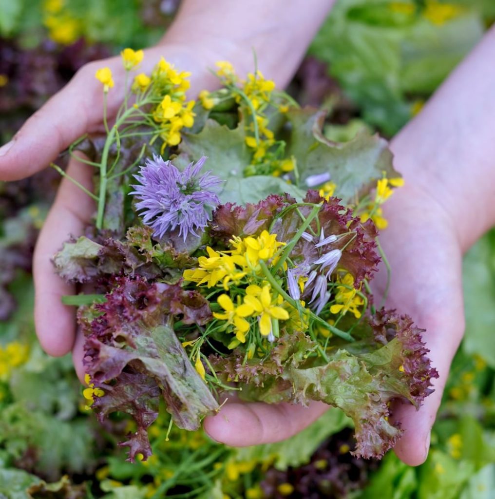 @gardendesignmag: At Matthew Benson’s farm in New York, edible flowers from mustards, broccoli raa…
