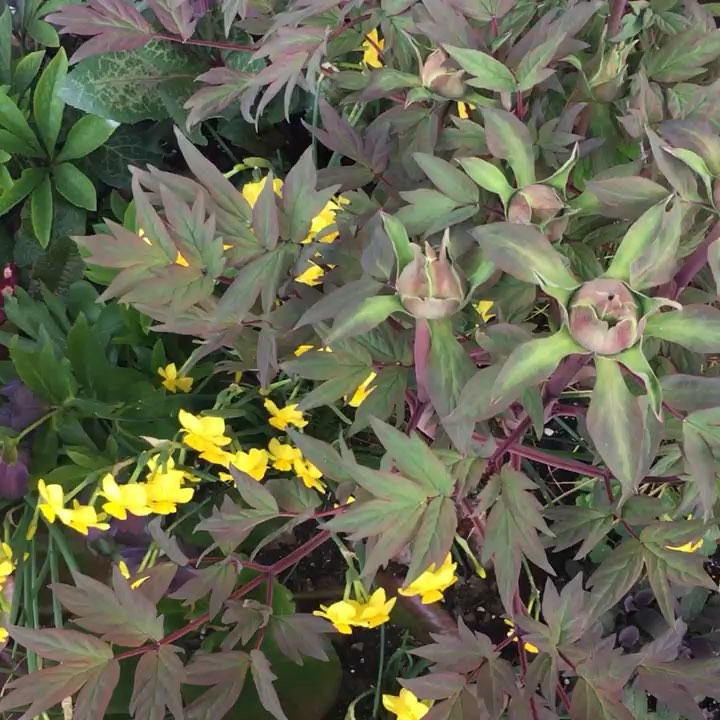 @gardendesignmag: Direct from @chanticleergarden .
A mixed container for early season display -pre…