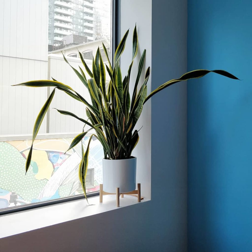 @houseplantjournal: Am I concerned about bent snake plant leaves? Not really. After several years, t…