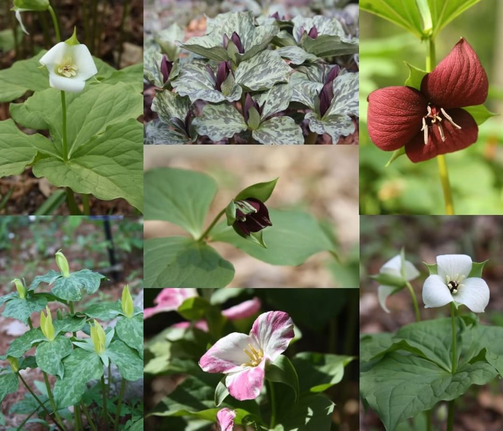 @gardendesignmag: A flower so great, it deserves a whole week of celebration! @newenglandwildflowe…