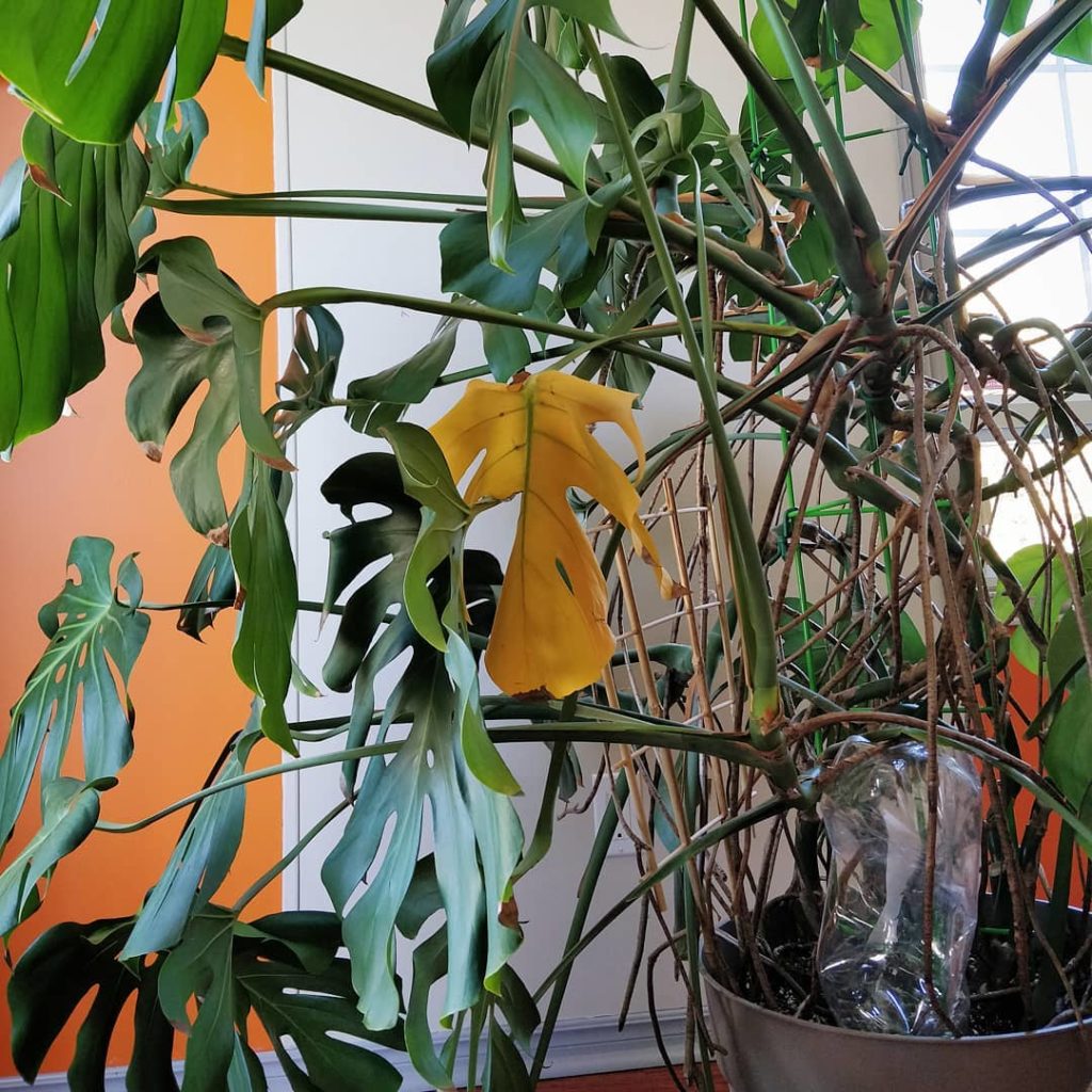 @houseplantjournal: Newer leaves: Farewell old leaf. Thanks for your photosynthesis contribution ove…