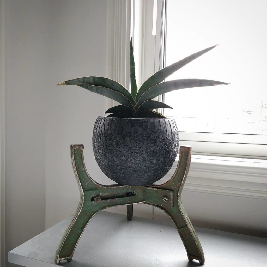 @houseplantjournal: #sansevieriasunday – species? Please comment with some candidates I can double c…