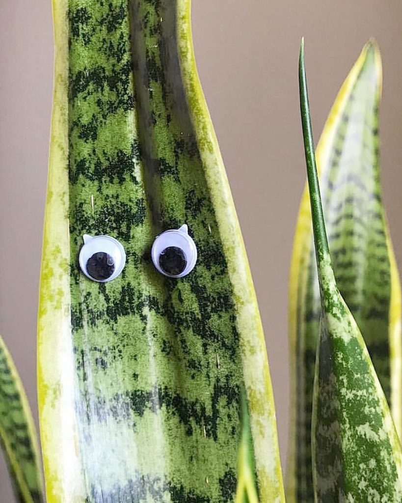 @thesill: The #sansevieria has never looked cuter!  Did you know that the Snake Plant Laur…