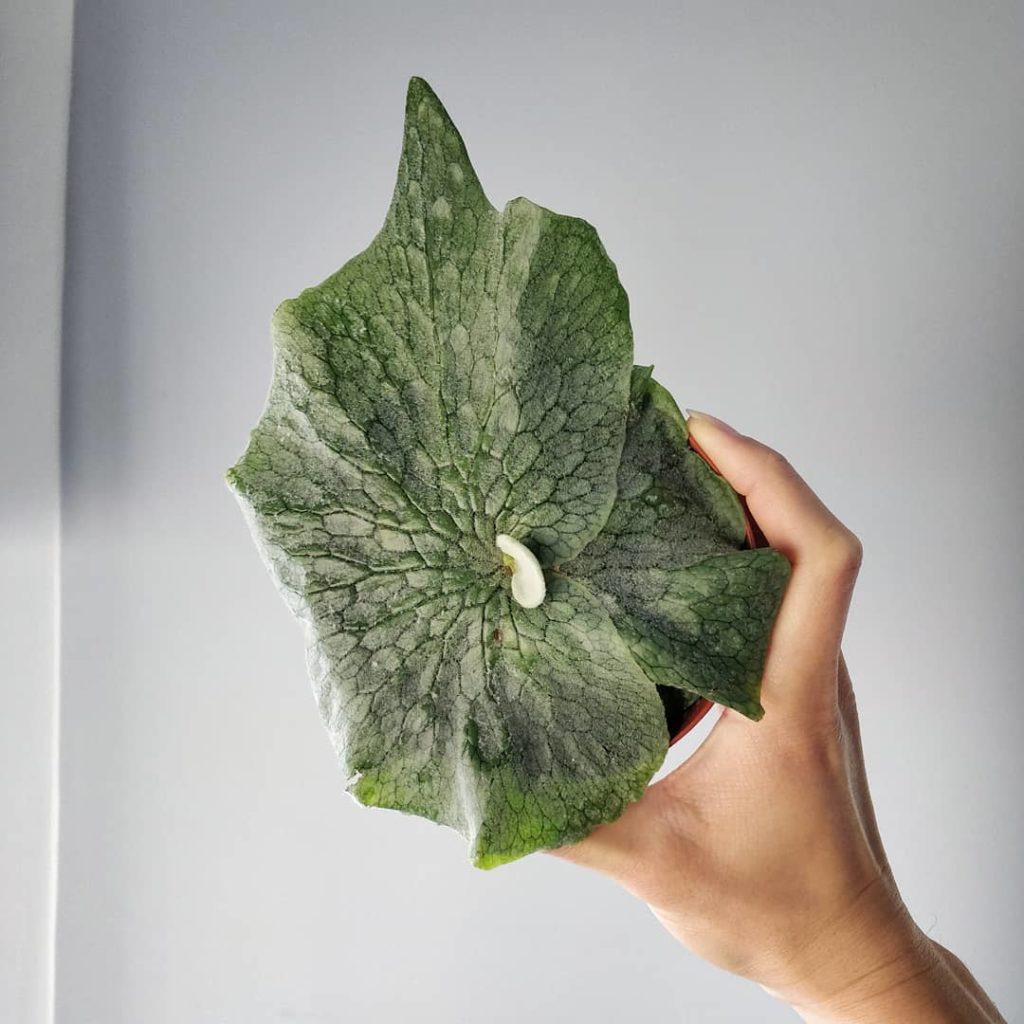 @houseplantjournal: Update on my Platycerium grande – a new frond coming up as the shield frond cont…