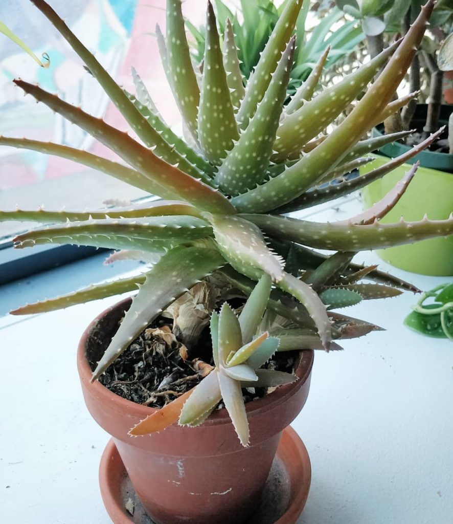 @houseplantjournal: Today’s post is about #heirloomhouseplants – 4 years ago, I received a large Alo…