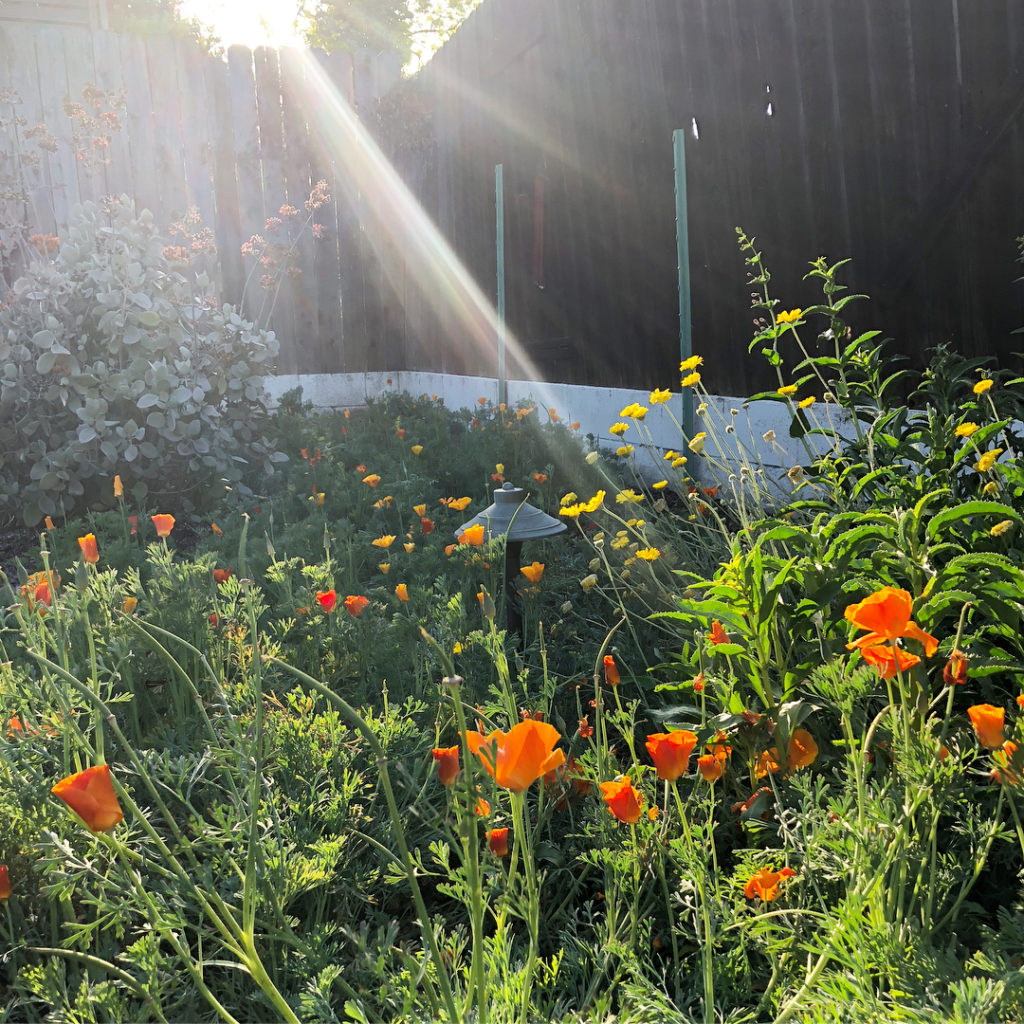 @thehorticult: Last month, Chantal stopped by the stunning #HighlandPark garden of @thomaszamor…