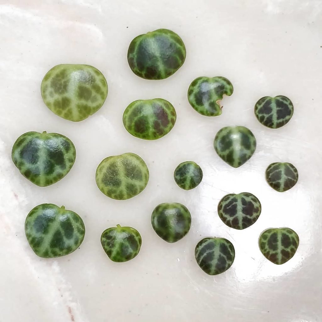 @houseplantjournal: Casualties of propagation = arrangements for the gram
–
Plant: Peperomia prostra…