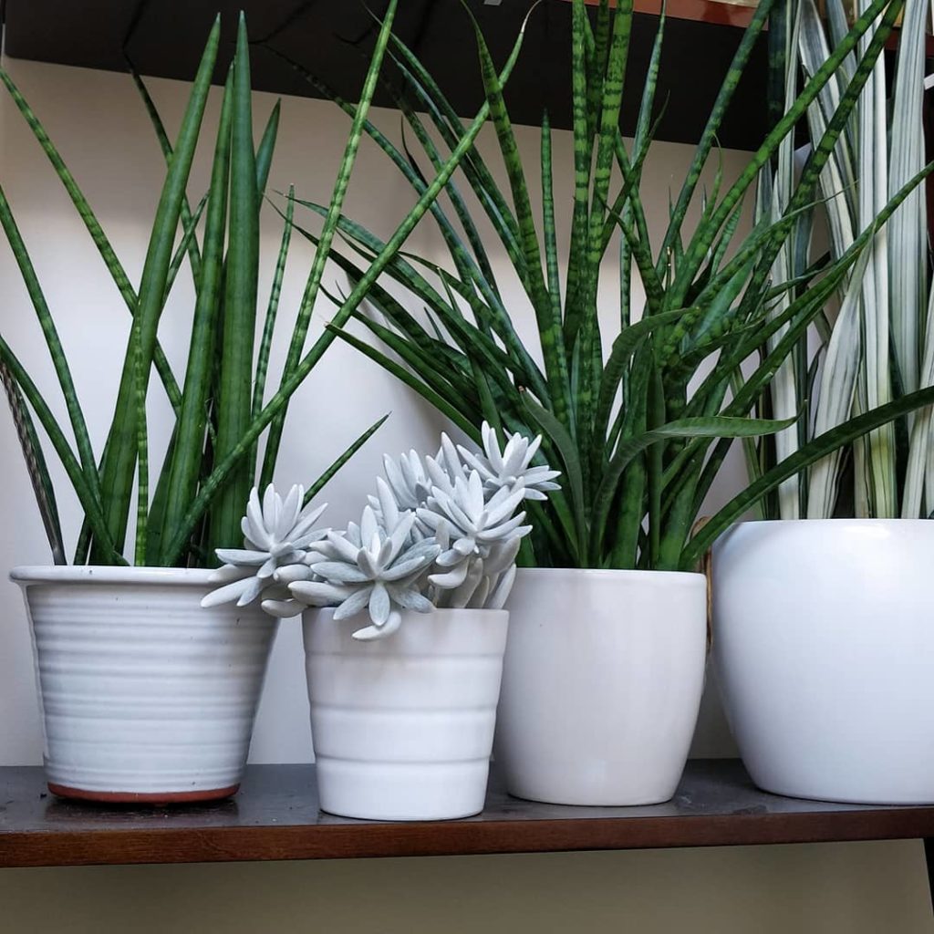 @houseplantjournal: Senecio haworthii (cocoon plant) – just posing here on the plant shelf but it do…