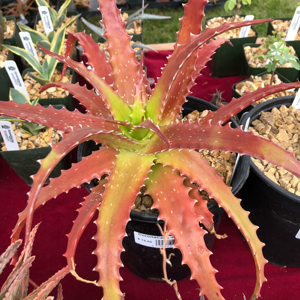 @gardendesignmag: Today we visited the @gatescss plant sale in Redlands, CA. It’s happening tomorr…