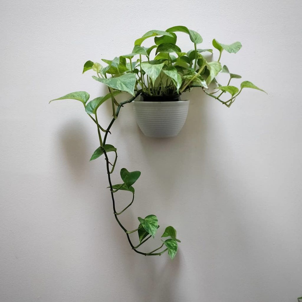 @houseplantjournal: Pothos marble queen hanging out in the stairway. This vine has grown 3 leaves lo…