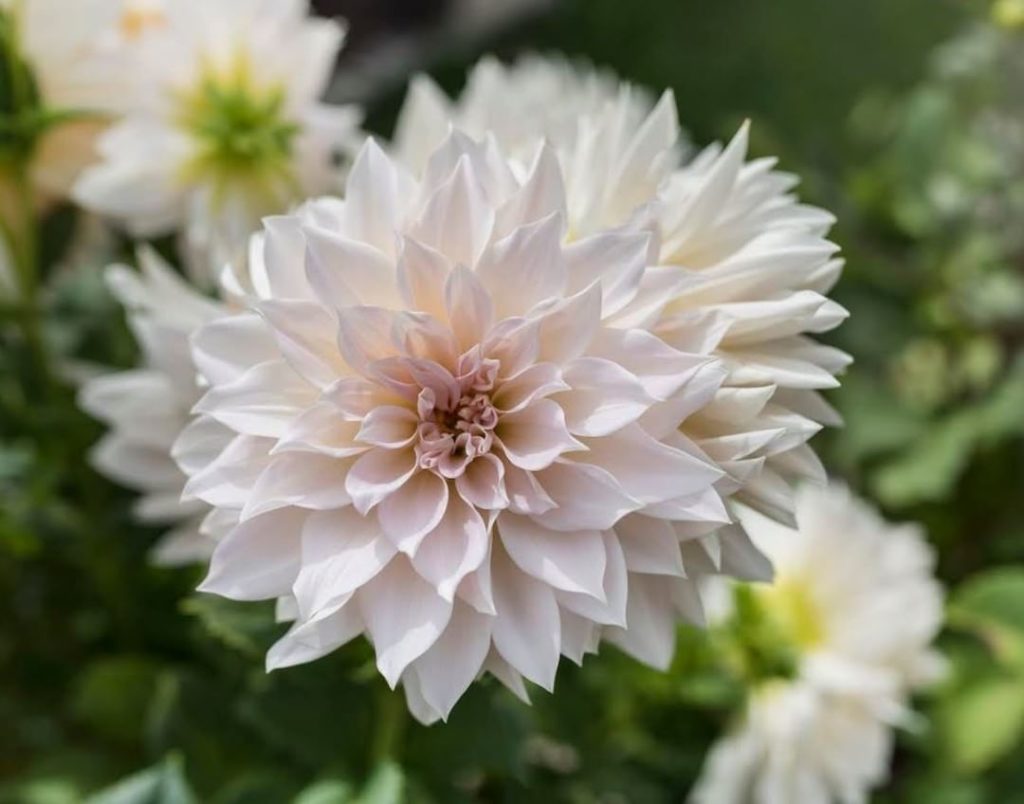 @gardendesignmag: Meet this beauty:
The flowers of dahlia Cafe au Lait are a gorgeous shade of blu…