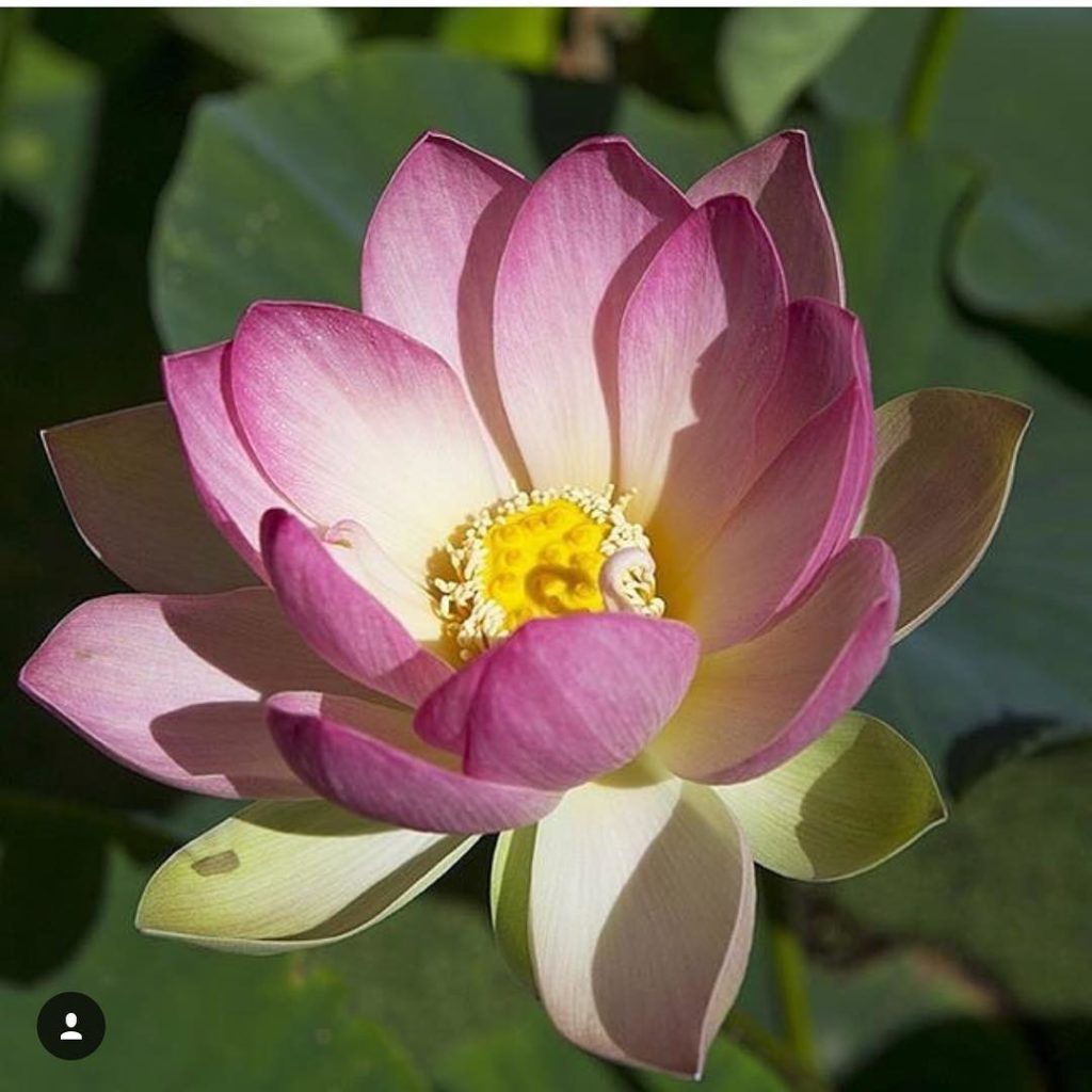 @gardendesignmag: Have you been to @lotuslandgarden in #santabarbara? There’s a reason it’s been n…